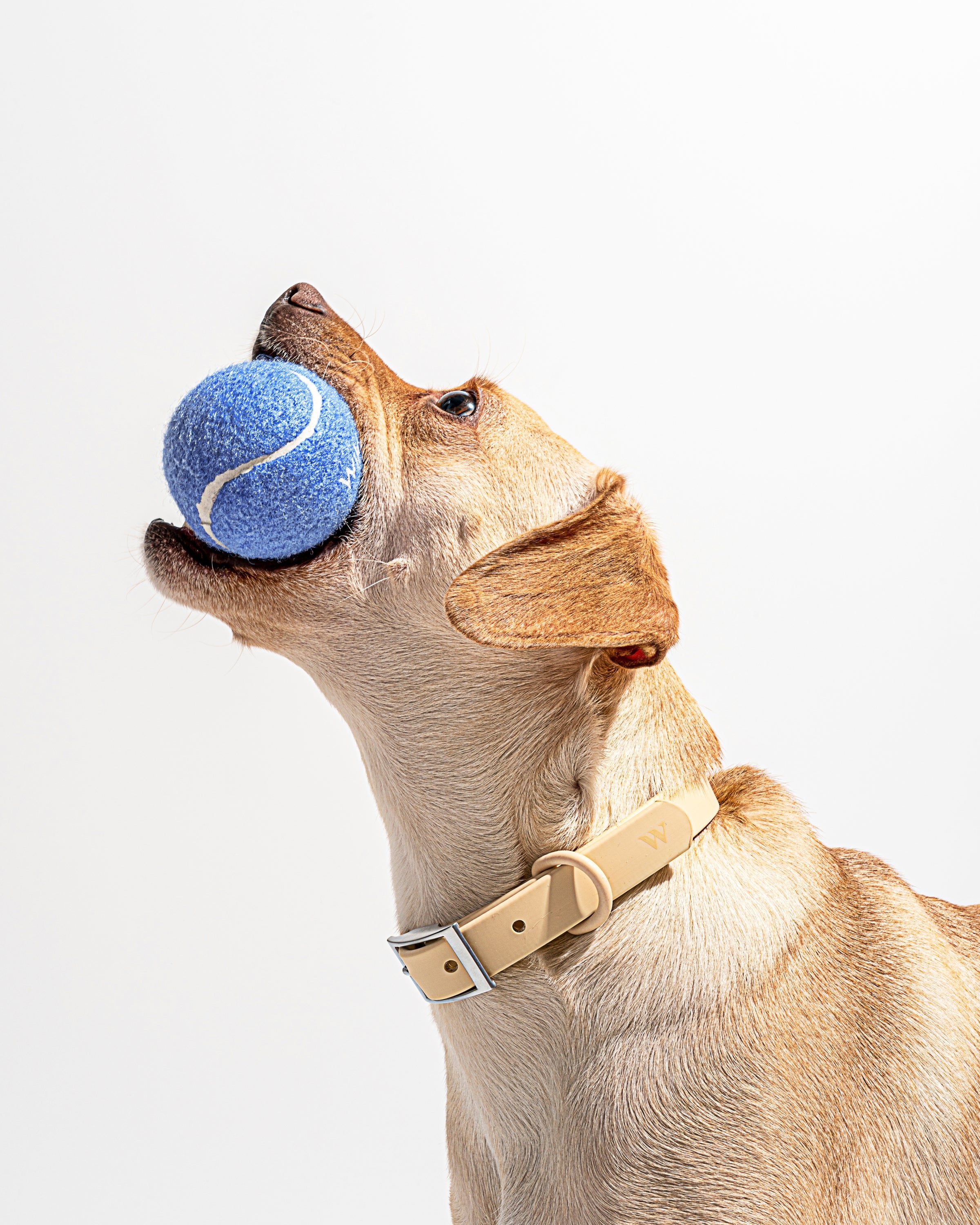 Wild One Tennis Tumble Dog Toy - Moonstone
