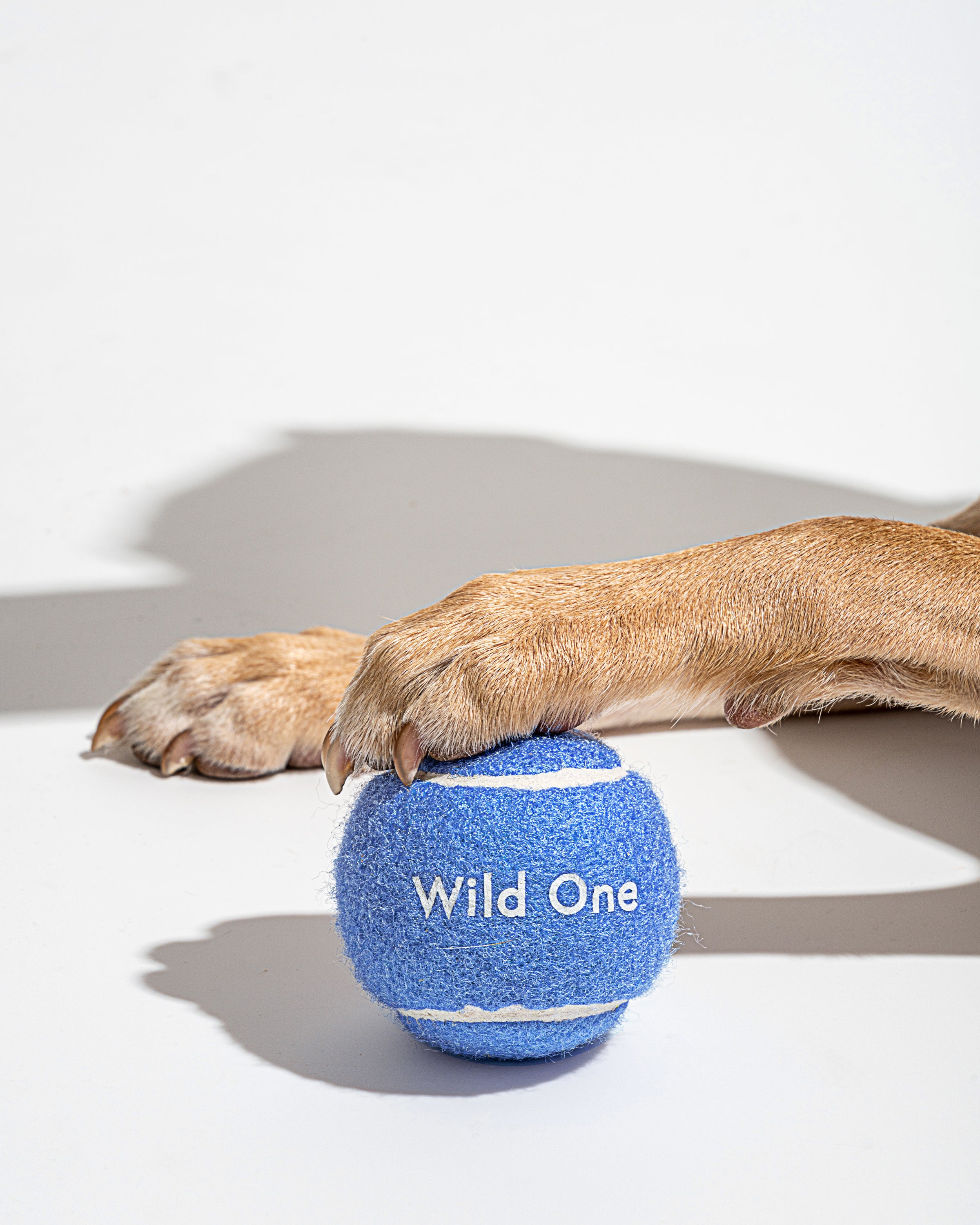 Wild One Tennis Tumble Dog Toy - Moonstone