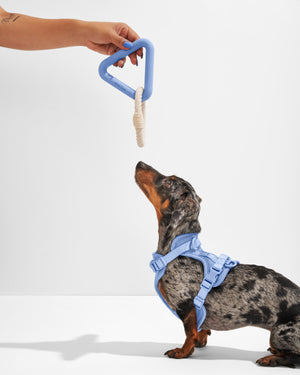 Is Tug of War Bad for Dogs? Plus: The Best Tug Toys for Dogs