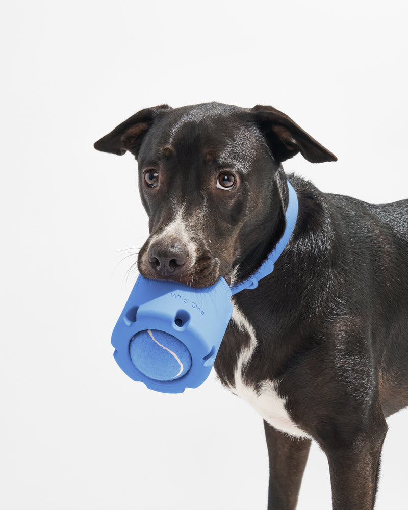 Stainless Steel Dog Bowl Silicone Mat Set Wild One