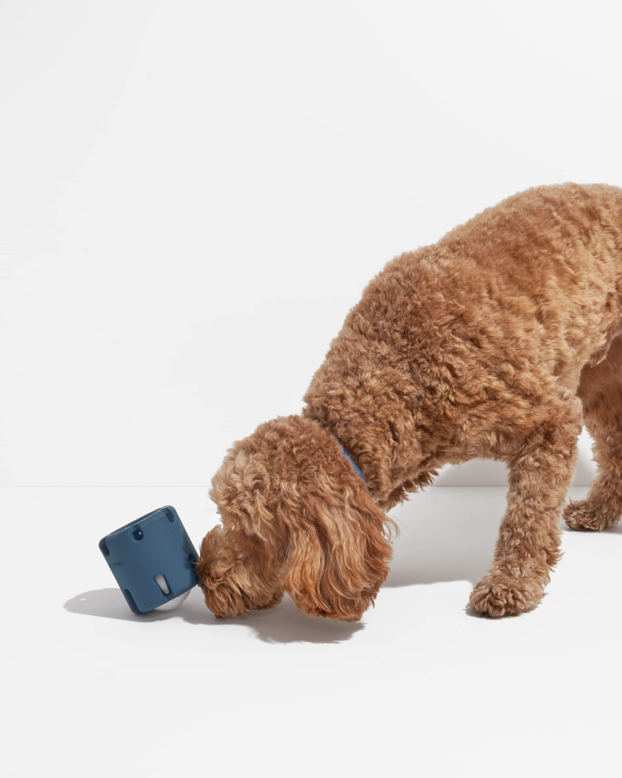Best toys for standard poodle puppies best sale