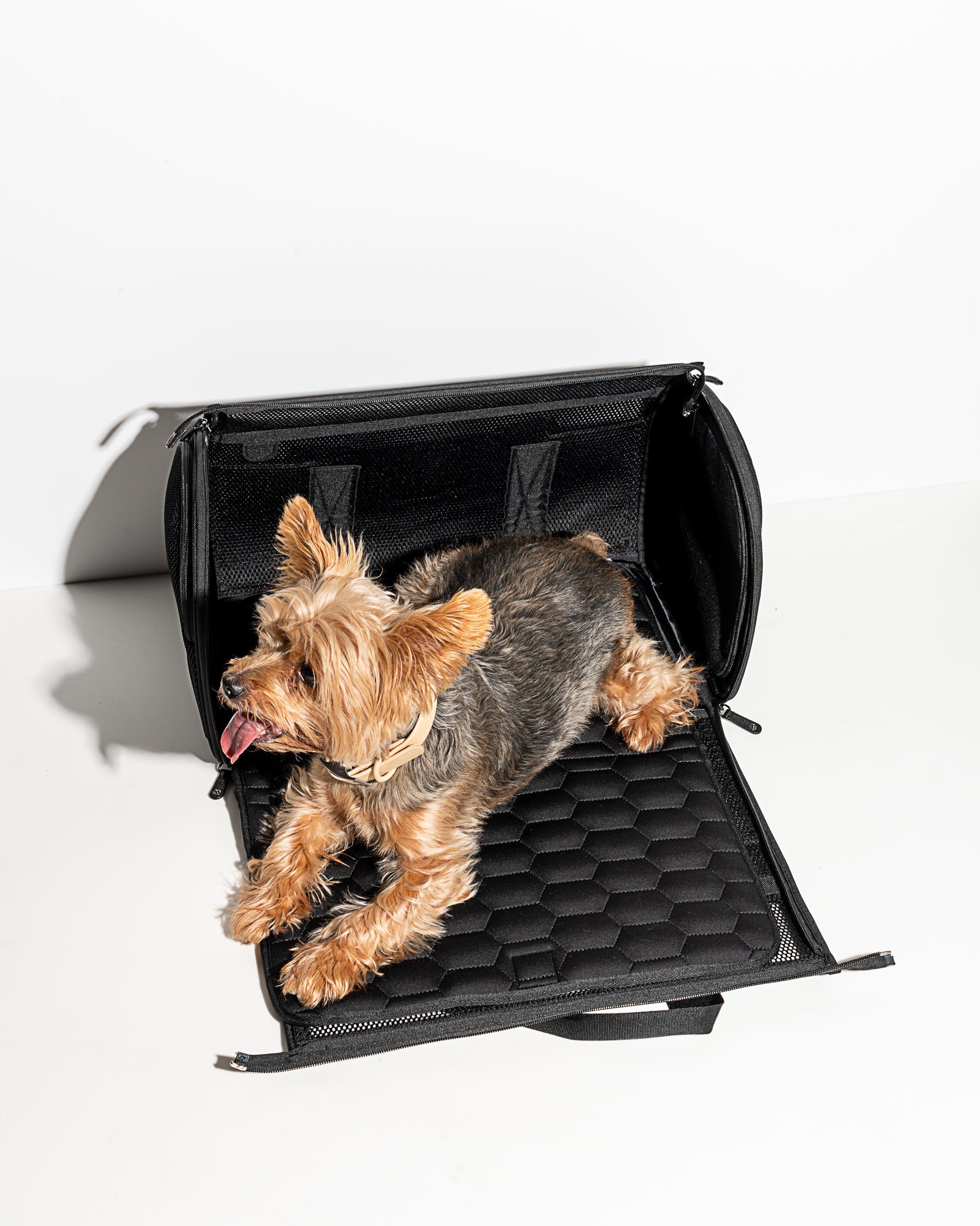 QualiTrue Pet Carrier Travel Bag Dog Cats Rabbits Airline Approved  Breathable Mesh for Air Black Airline Pet Carrier Price in India - Buy  QualiTrue Pet Carrier Travel Bag Dog Cats Rabbits Airline