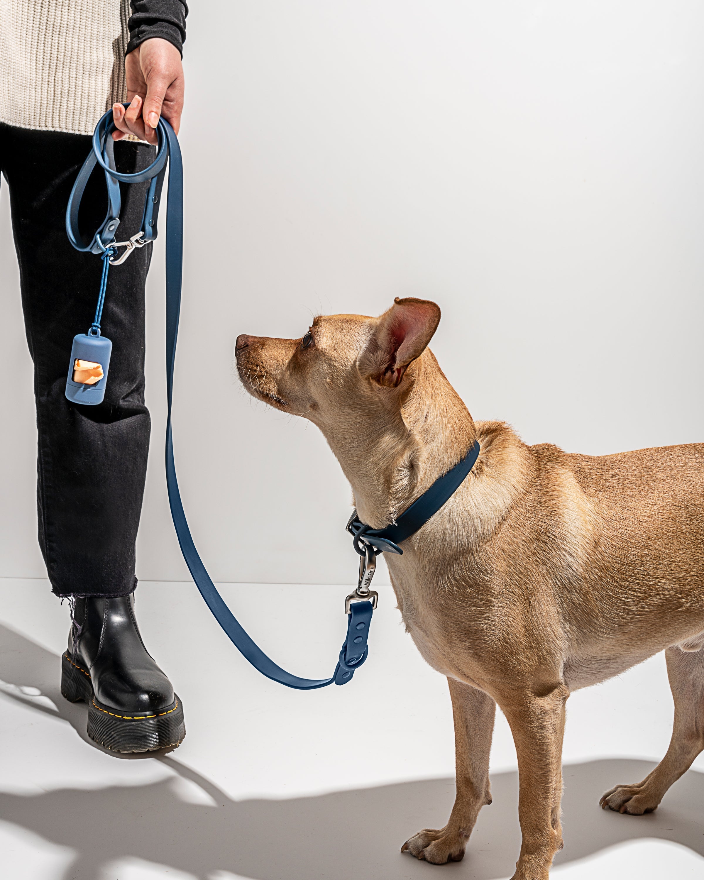Wild one dog leash cheap