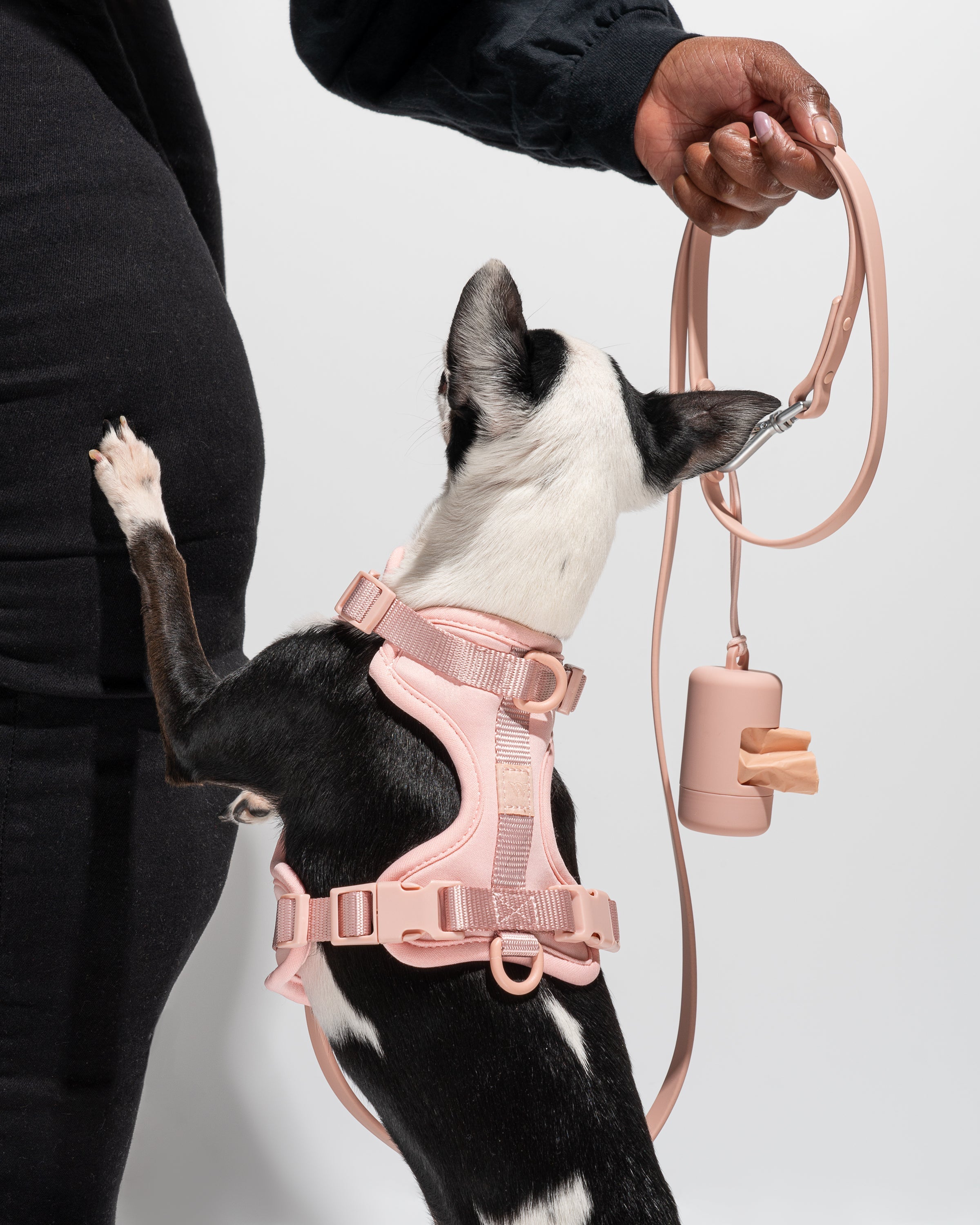 Harness Walk Kit Dog Harness Leash Set Wild One