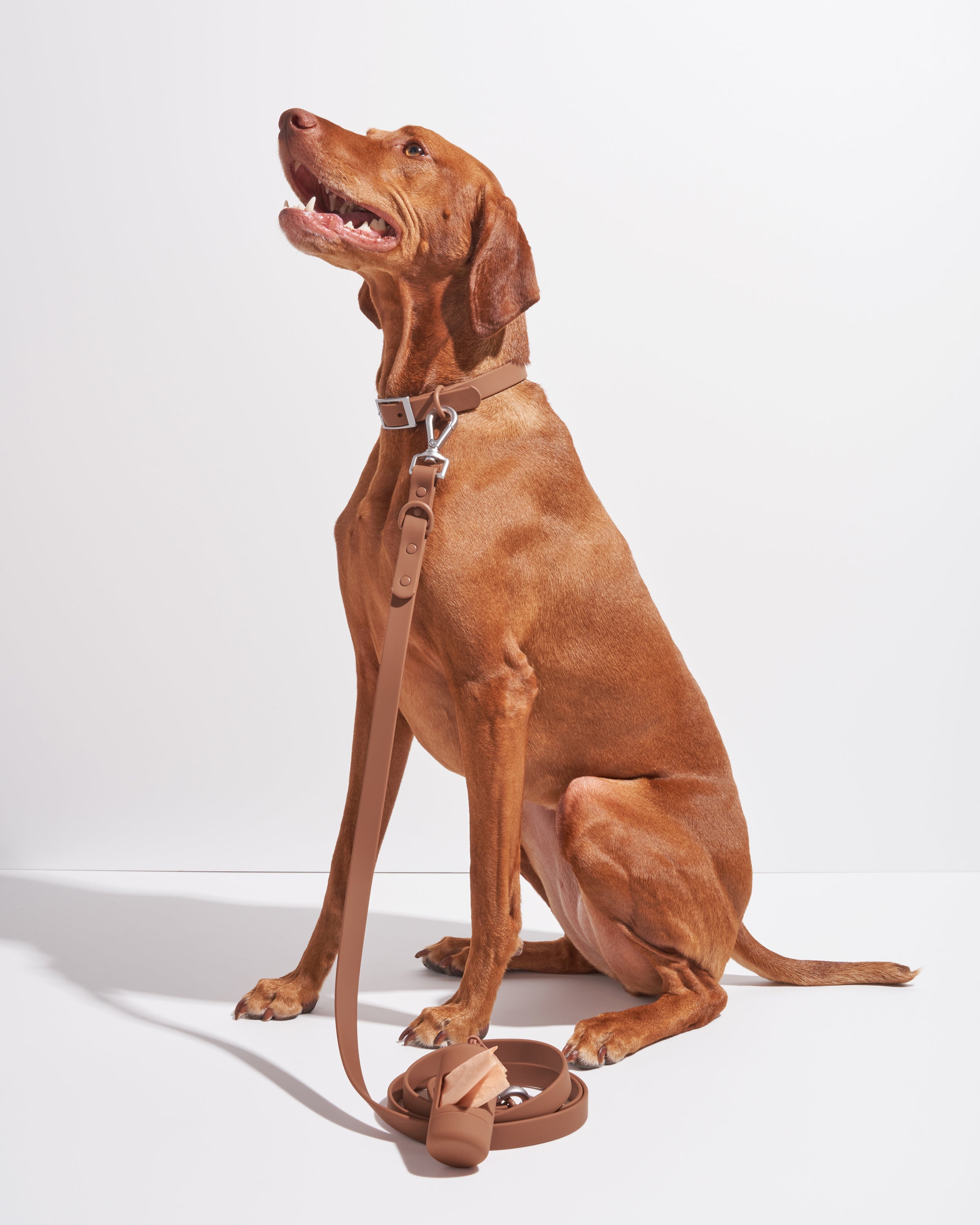 Wild one dog collar outlet