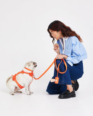 Editors Picks: 10 Designer Dog Collars, Leashes & Harnesses (2023)